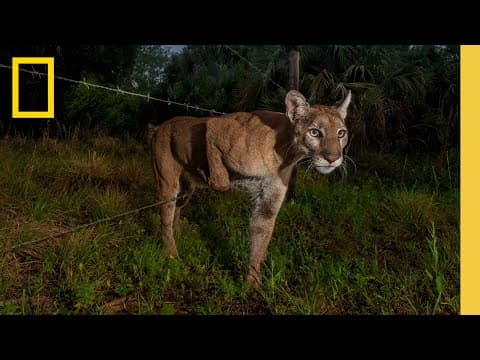 Behind the Scenes: Documenting the Elusive Florida Panther | National Geographic thumbnail