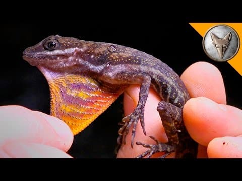 Mysterious Water Anole thumbnail