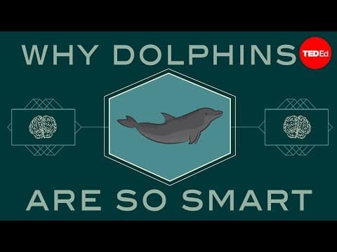 How Intelligent Are Dolphins Compared to Humans? thumbnail