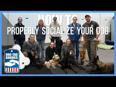 How to Properly Socialize Your Dog thumbnail