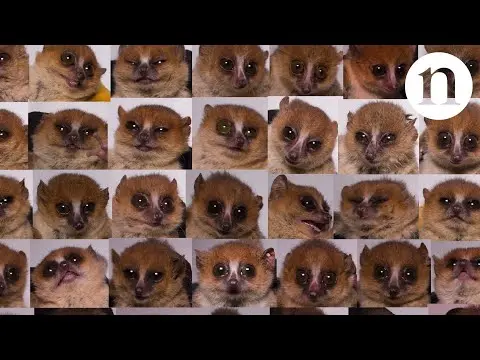 From mice to mouse lemurs: A new model organism? thumbnail