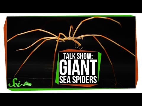 Giant Antarctic Sea Spiders | SciShow Talk Show thumbnail
