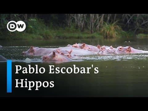 Pablo Escobar's troublesome hippos | Global Ideas thumbnail