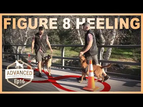 Figure 8 Heeling | Advanced Obedience Dog Training. thumbnail