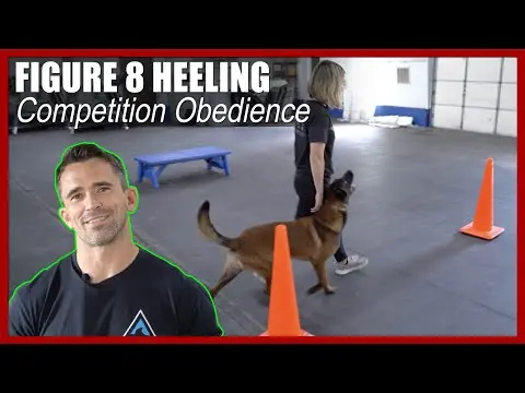 Figure 8 Heeling for Competitive Dog Training thumbnail