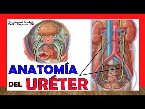 🥇 Anatomía de LOS URÉTERES. ¡Fácil Explicación! thumbnail