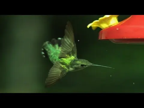 Hummingbird Aerodynamics- High Speed Video - Smarter Every Day 27 thumbnail