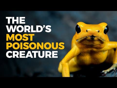 The Insane Biology of: The Poison Dart Frog thumbnail