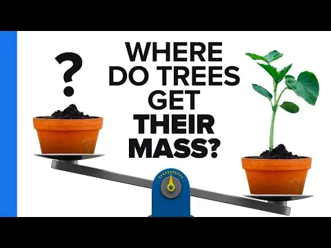 Where Do Trees Get Their Mass? thumbnail