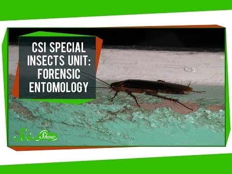 CSI Special Insects Unit: Forensic Entomology thumbnail