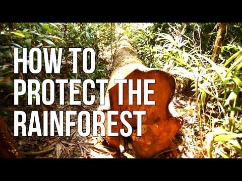 How to Protect the Rainforest thumbnail