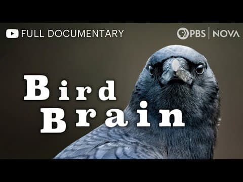 Bird Brain | Full Documentary | NOVA | PBS thumbnail