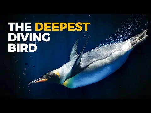 The Insane Biology of: The Emperor Penguin thumbnail