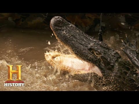 Swamp People: MAJOR COLD FRONT Threatens Huge Gator Haul (Season 12) | History thumbnail