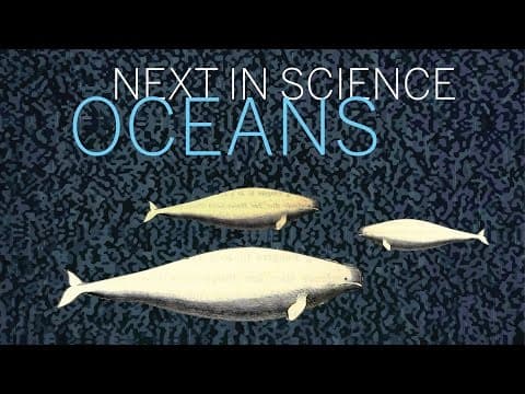 Next in Science | Oceans | Part 1 || Radcliffe Institute thumbnail