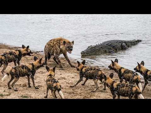 Hyena Trapped Between Land Fury and River Ambush thumbnail