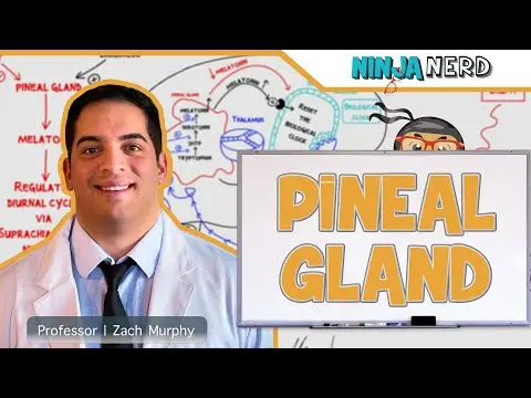 Endocrinology | Pineal Gland thumbnail