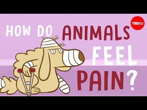 How Do Animals Experience Pain and Suffering? thumbnail