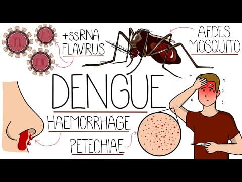 Dengue Fever Explained (Including Dengue Haemorrhagic Fever & Shock Syndrome) thumbnail
