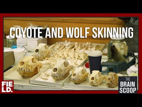 Coyote and Wolf Skinning thumbnail