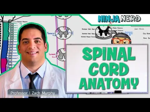 Neurology | Gross Anatomy of the Spinal Cord and Spinal Nerves thumbnail