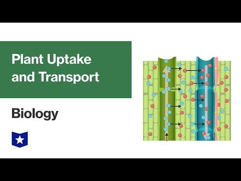 How Do Plants Transport Water and Nutrients? thumbnail
