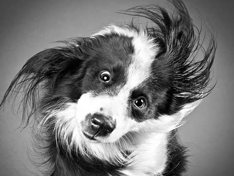 What Are the Unusual Facts About Dogs and Maps? thumbnail