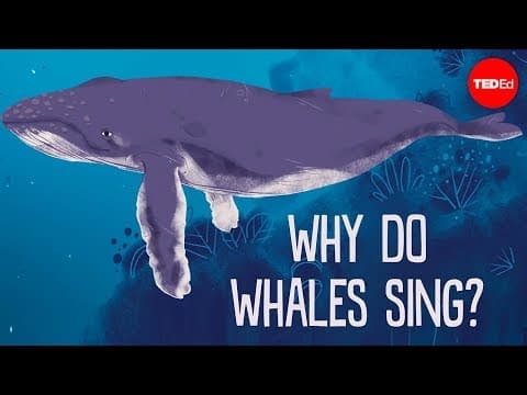 Why do whales sing? - Stephanie Sardelis thumbnail