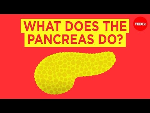 What Is the Function of the Pancreas in Digestion and Blood Sugar? thumbnail