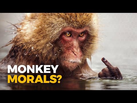Do Monkeys Have a Moral Compass? thumbnail