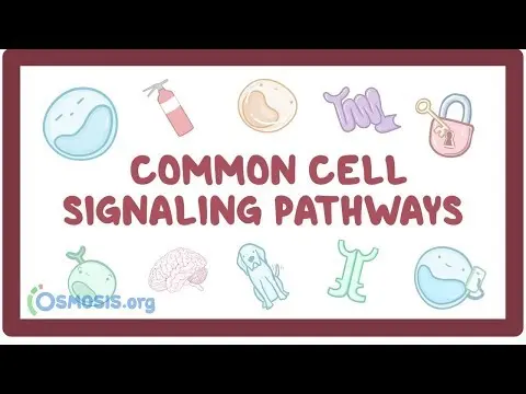 Common cell signaling pathway thumbnail