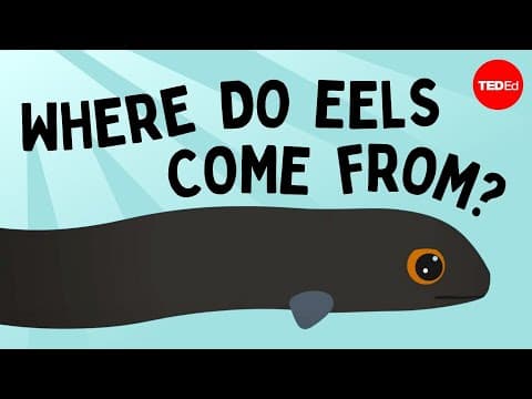 Eli the eel: A mysterious migration - James Prosek thumbnail