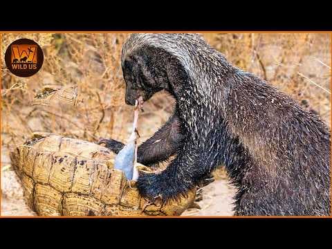 DEADLIEST Honey Badger Attacks Ever Recorded | Wild Animals thumbnail