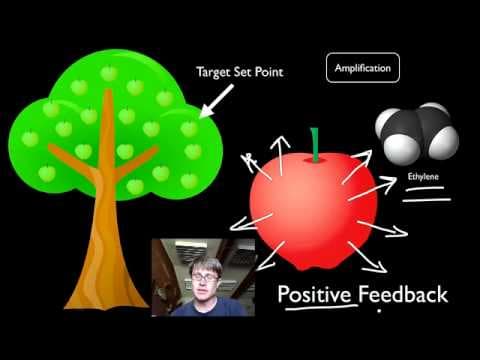 Positive and Negative Feedback Loops thumbnail