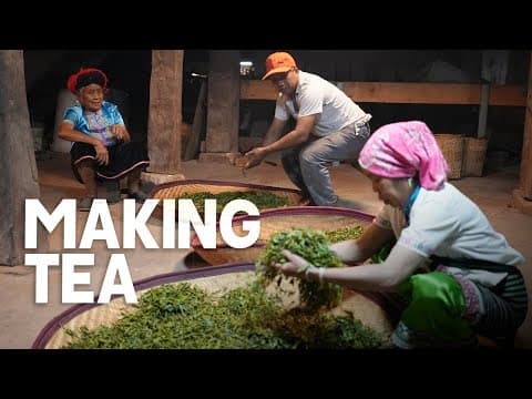 China's OLDEST Tea Farm - Traditional Chinese Tea Production (Best Puer Tea) | EP29, S2 thumbnail
