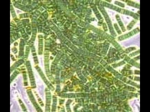 How Did Cyanobacteria Cause Earth's Great Oxygenation Event? thumbnail