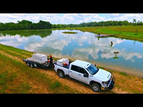 How Do Tilapia Help Control Algae in Ponds? thumbnail