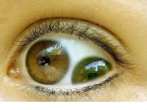 What Are Some Unique Animal Photos and Inventions? thumbnail