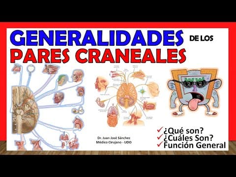 🥇 PARES CRANEALES (Generalidades). Resumen en 16 MINUTOS! thumbnail