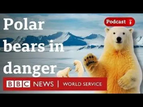 Can re-freezing Arctic sea ice help save polar bears? - What in the World podcast, BBC World Service thumbnail