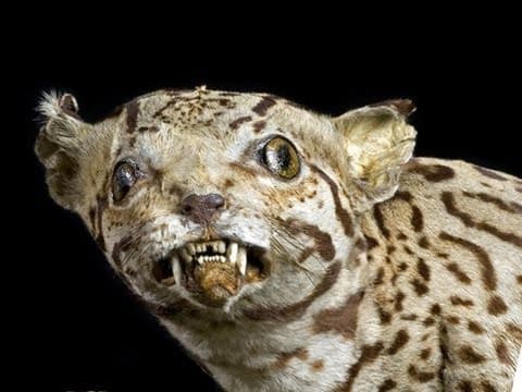 Why Is Human Taxidermy Not Commonly Practiced? thumbnail
