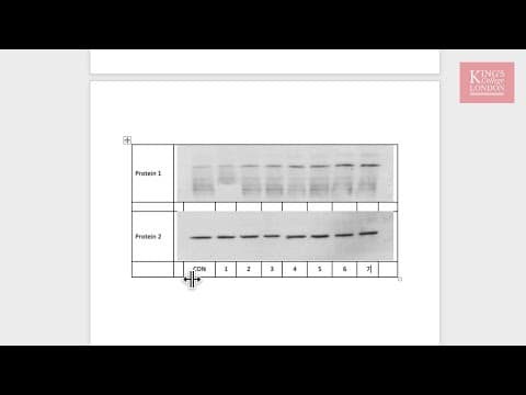 Creating figures containing western Blot (or other) images in Microsoft Word thumbnail