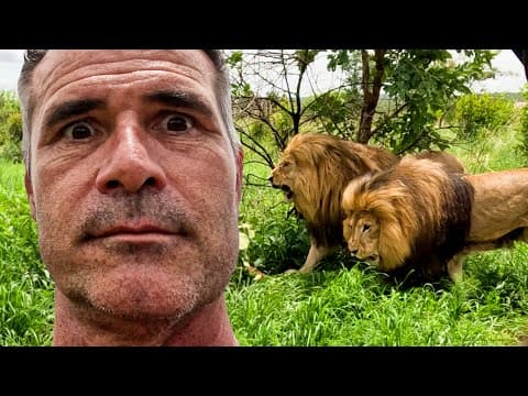 FIGHTING LIONS Make My Life Difficult | The Lion Whisperer thumbnail