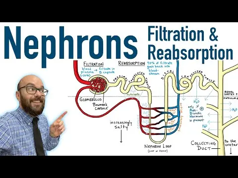 Nephrons - Filtration and Reabsorption Basics thumbnail