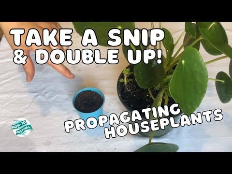 How-To Propagate Houseplants thumbnail