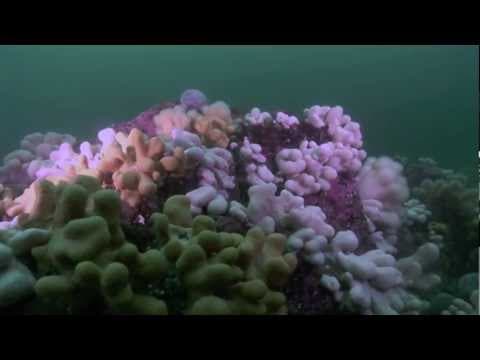 SCUBA diving in the Farne Isles, Northumbria thumbnail