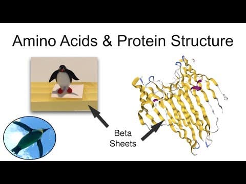 What Are the Levels of Protein Structure and Why Are They Important? thumbnail