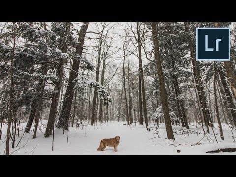 What Are the Best Tips for Winter Photography? thumbnail