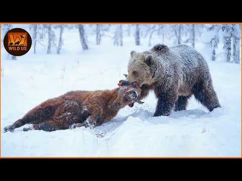 Deadliest Grizzly Bear Attacks Caught on Camera | Wild Animals thumbnail