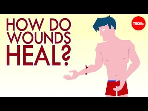 How a wound heals itself - Sarthak Sinha thumbnail